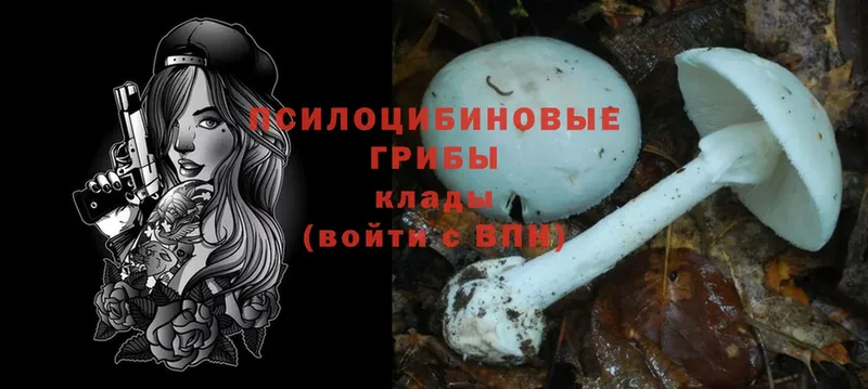 Псилоцибиновые грибы Magic Shrooms  купить  цена  Борзя 